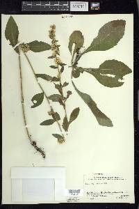 Solidago hispida image