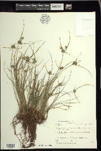 Cyperus filiculmis image