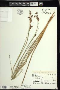 Cladium mariscoides image