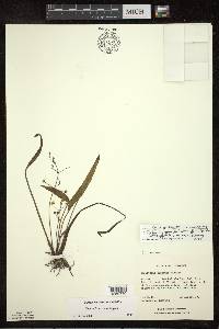 Sagittaria graminea image