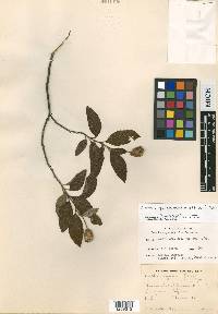 Varronia guanacastensis image