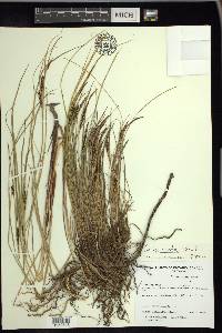 Carex recta image