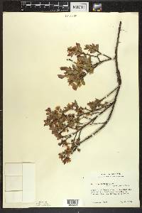 Vaccinium angustifolium image