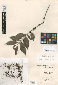 Eugenia galalonensis image