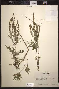 Ambrosia × intergradiens image