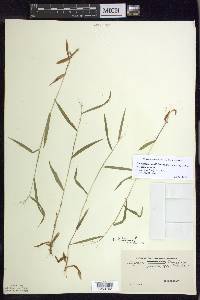 Dichanthelium dichotomum var. dichotomum image