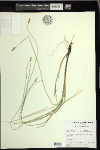 Carex heleonastes image
