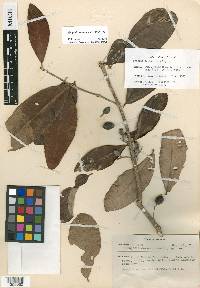 Eugenia salamensis image