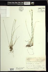 Trichophorum alpinum image