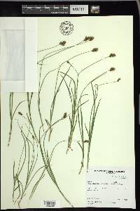 Carex preslii image