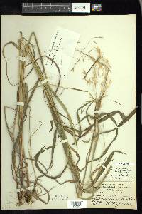 Bromus pubescens image