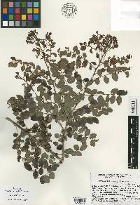 Phyllanthus mcvaughii image