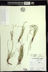 Carex rossii image