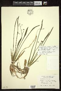 Sagittaria cristata image