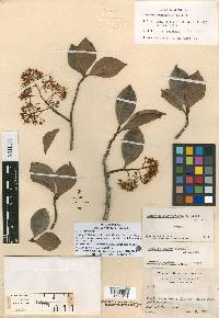 Ardisia rigidifolia image