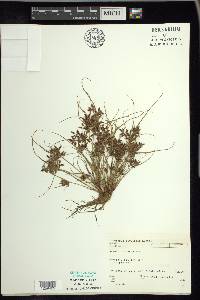 Cyperus bipartitus image