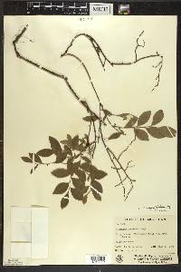 Vaccinium angustifolium image