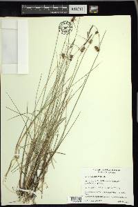 Carex rotundata image