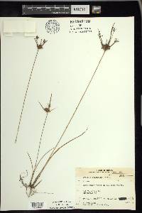 Cyperus houghtonii image