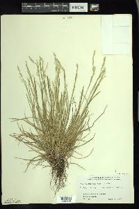 Poa saltuensis image