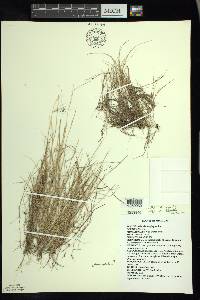 Aristida oligantha image