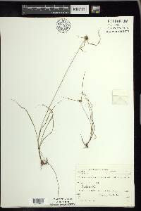 Cyperus filiculmis image