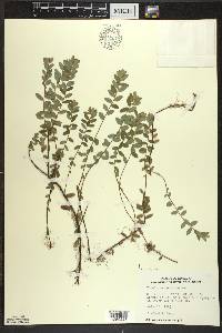 Vaccinium macrocarpon image