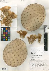 Opuntia rufida image