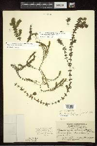 Elodea nuttallii image