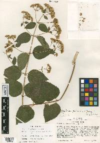 Jaliscoa paleacea image