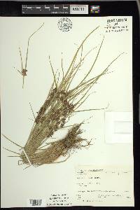 Cyperus diandrus image