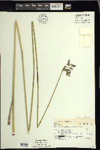 Schoenoplectus acutus image