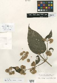 Mikania globifera image