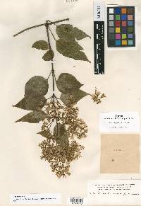 Mikania clematidiflora image