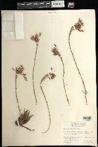 Dudleya pauciflora image