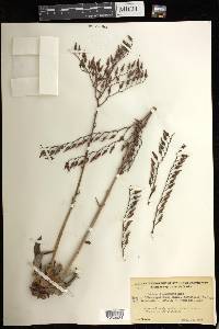 Dudleya acuminata image