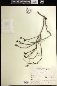 Sedum griseum image