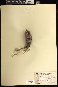 Echinocereus scopulorum image