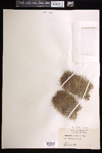 Mammillaria angelensis image