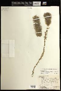 Mammillaria guerreronis image