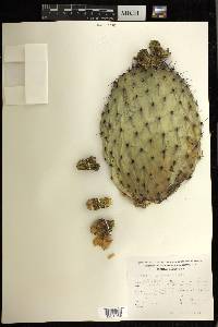 Opuntia streptacantha image