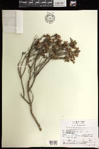 Sedum griseum image