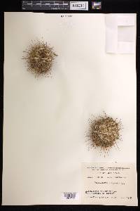 Mammillaria compressa image