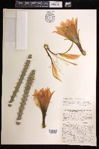 Disocactus speciosus subsp. cinnabarinus image