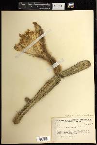 Selenicereus grandiflorus subsp. hondurensis image