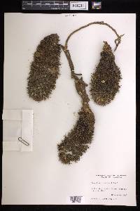 Mammillaria eichlamii image