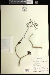 Graptopetalum fruticosum image