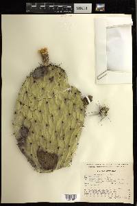 Opuntia streptacantha image