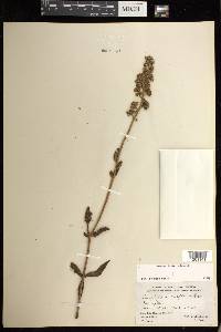 Lenophyllum acutifolium image