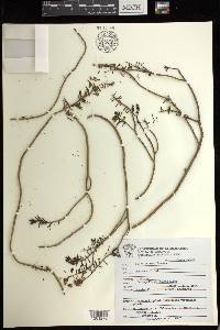 Sedum griseum image